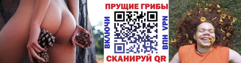 купить   Палласовка  Псилоцибиновые грибы ЛСД 